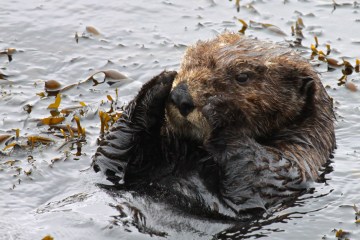 Southern sea otter