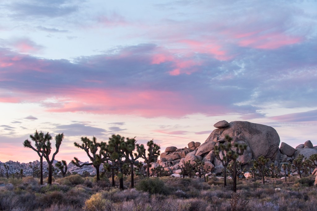 Pink and purple hues highlight the outcrop and Joshua Trees.