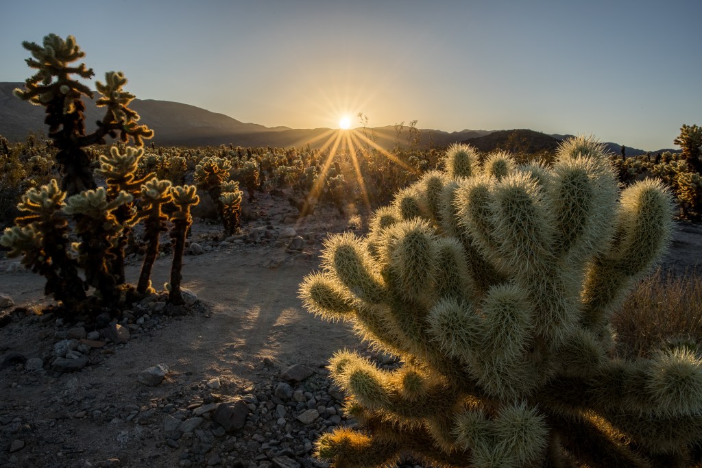 As the sun sets behind the mountains, the orange light filters through and highlights the spines of the Cholla.