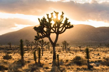 The sun sets behind a classic park landscape highlighting the iconic Joshua Trees.