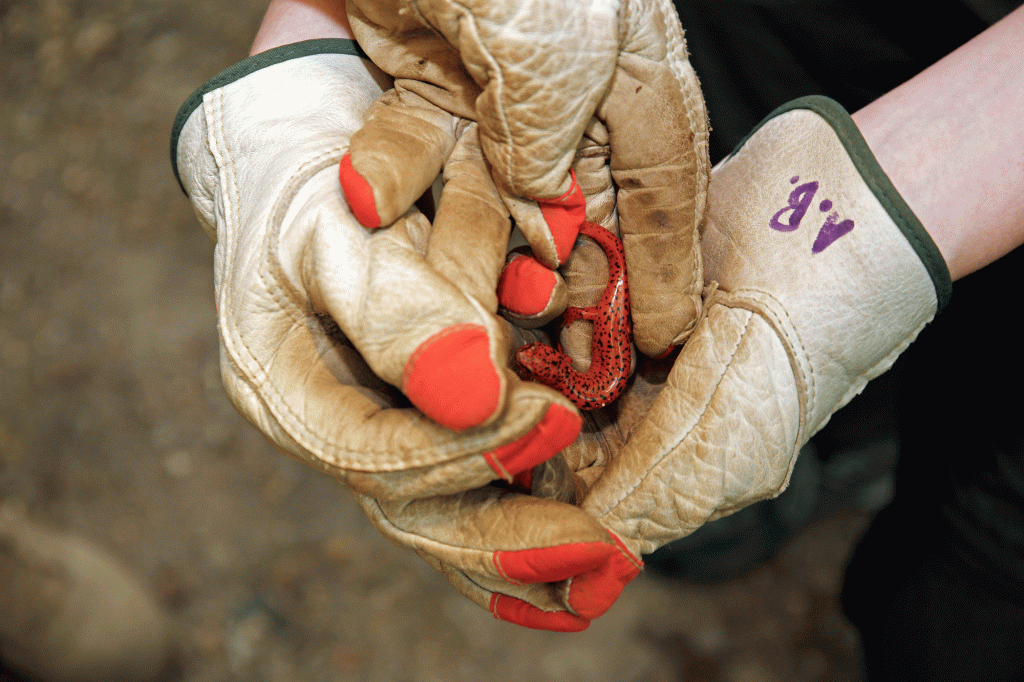A person holding a red salamander in work gloves