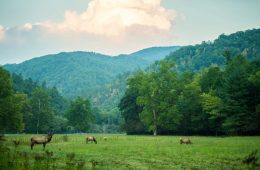 Elk grazing in a verdant field