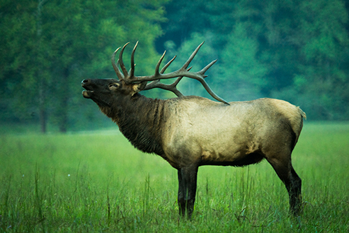 An elk bugling in a field