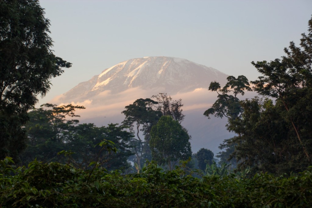 Lush rainforest along the Lemosho route with Africa's tallest mountain in the distance.