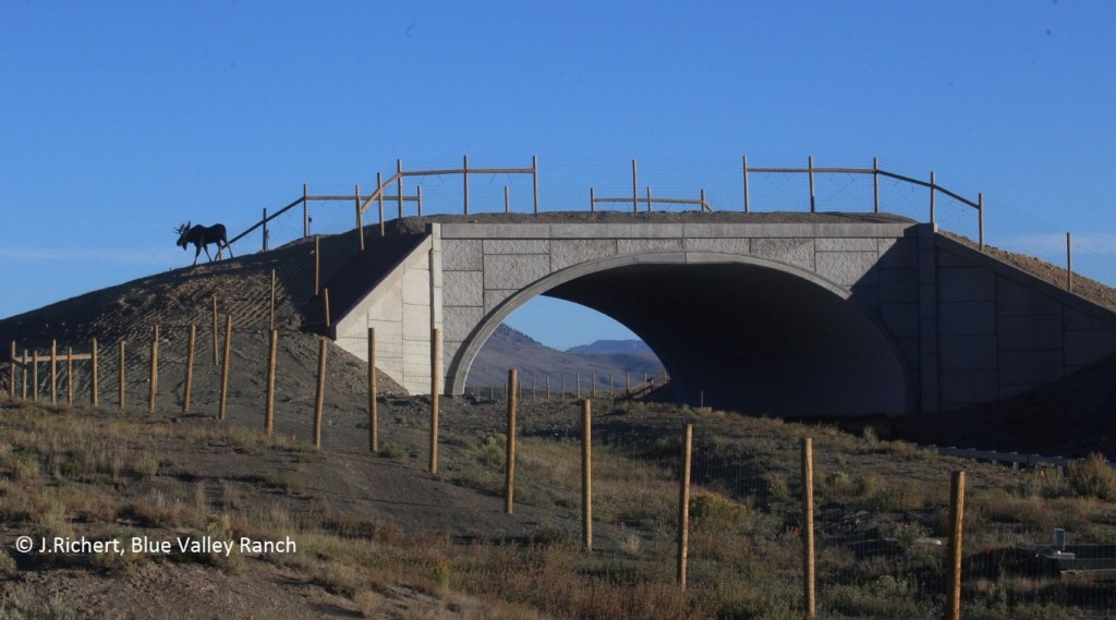 Moose crosses wildlife overpass