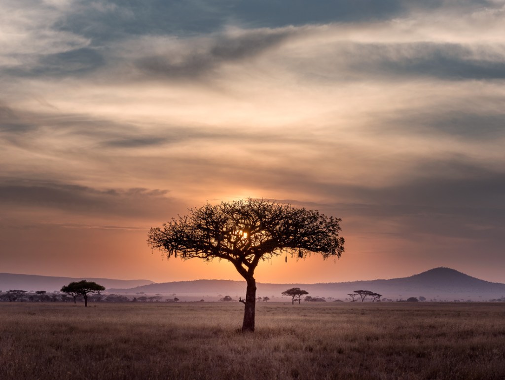 The sun sets behind a tree in the Serengeti. 