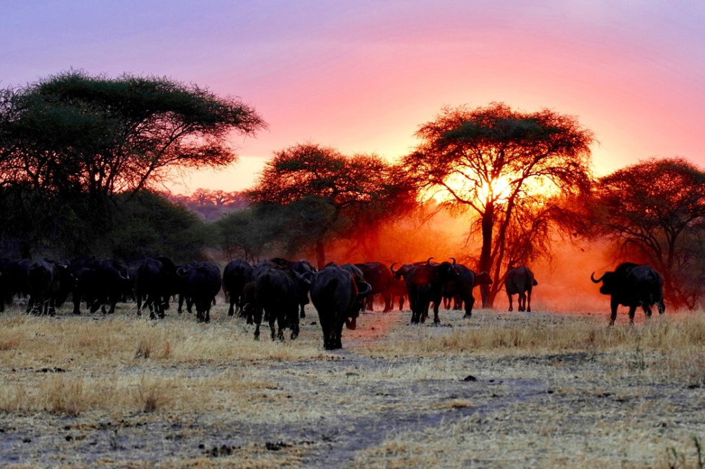 A herd of black buffalo wander toward a red sunset.