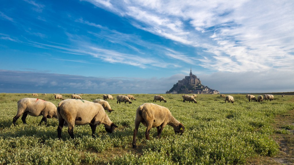 Sheep graze in front of the city of Mont St-Michel