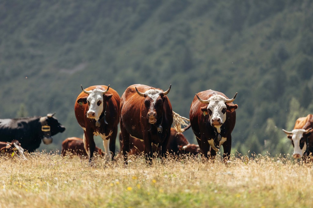 Cows standing in a dry field