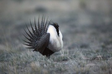 Generational Fidelity: Sage Grouse in the American West