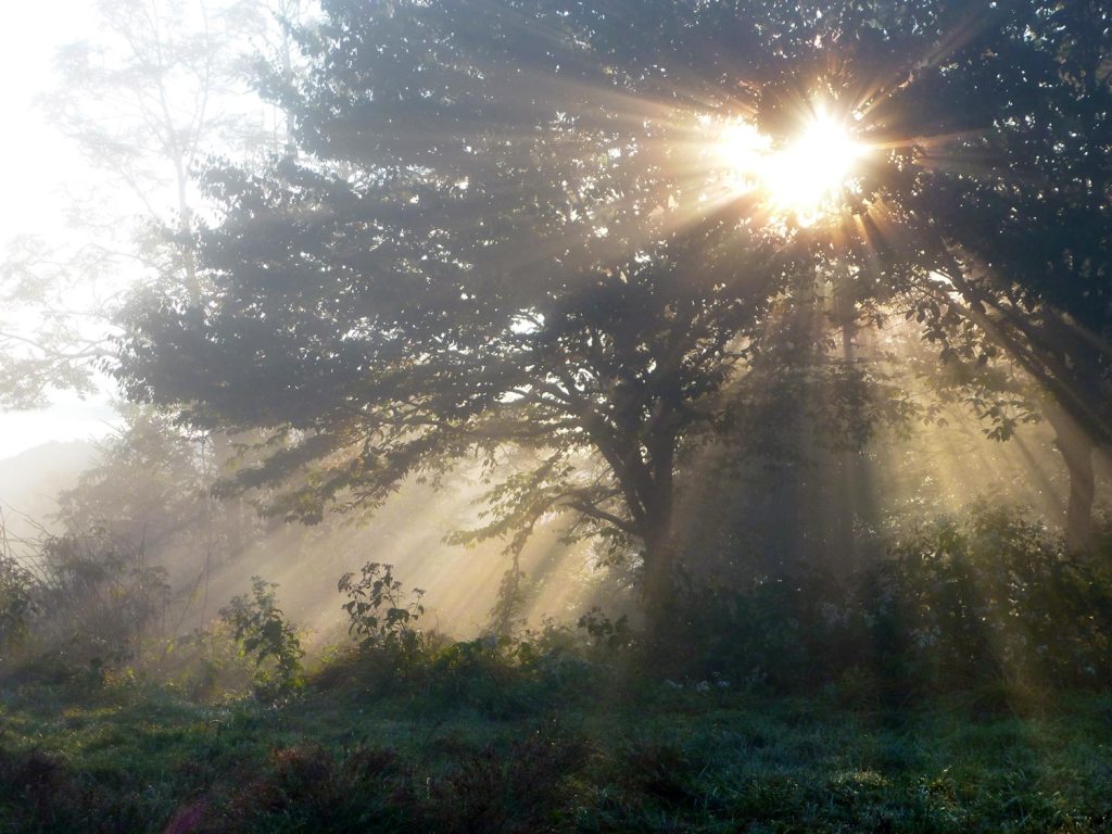 the sun peaking through a tree along the Appalachian trail
