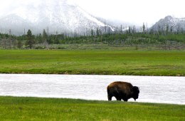 National and State Park Closure Updates During COVID-19