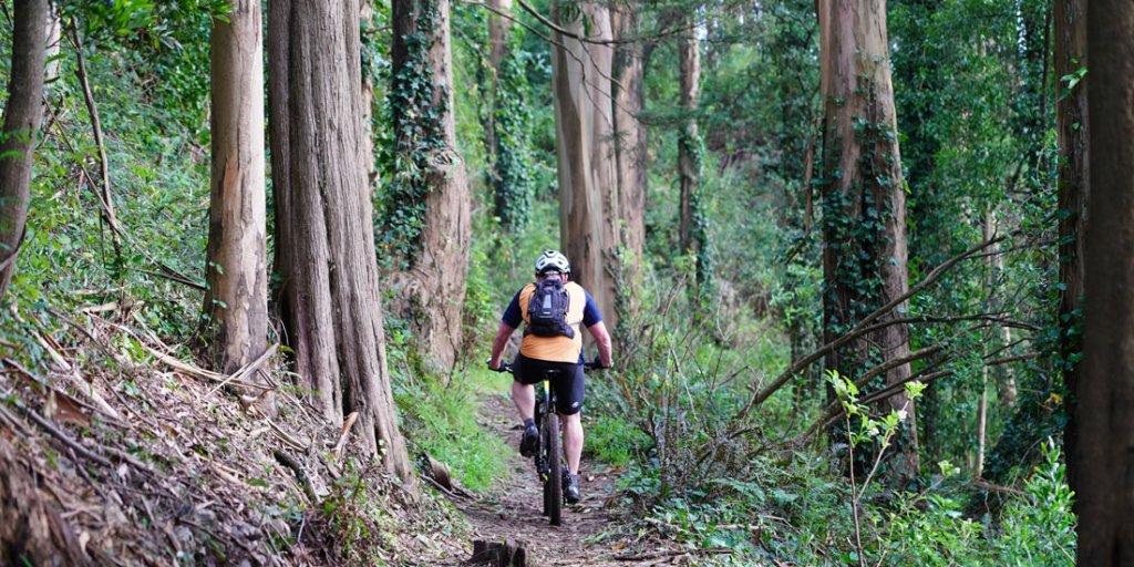 A cyclist rides through tall trees at Mount Sutro. 