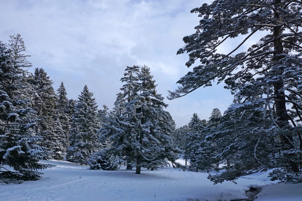 Snow-covered evergreen trees in a snowy meadow against a partly cloudy sky.