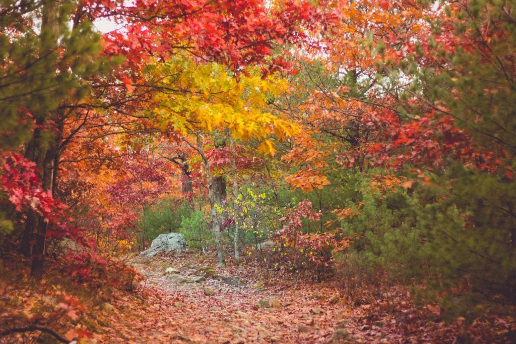 A trail crosses brown, fallen leaves under trees with yellow, red, and orange fall leaves.