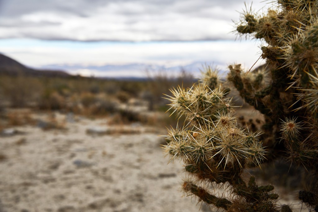 A classic desert landscape. 