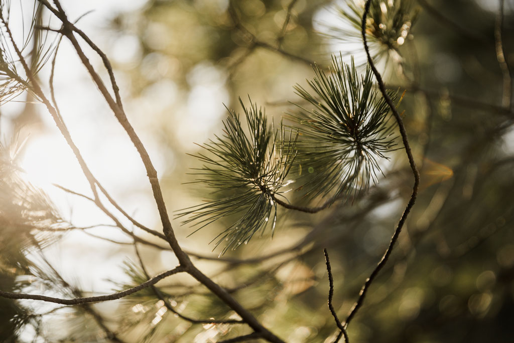 Tree branches