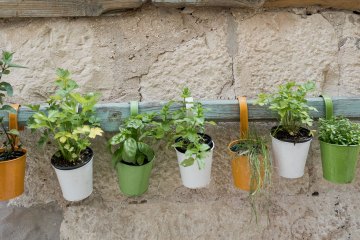 DIY: How to Plant and Grow Herbs in a Pot