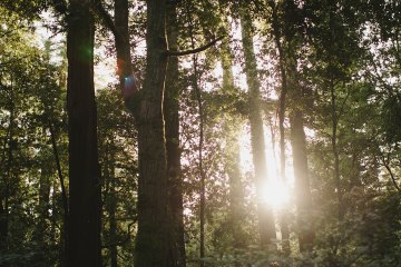 Trees in a forest with sunshine coming through the trees