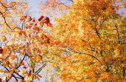 sky and trees with fall colors