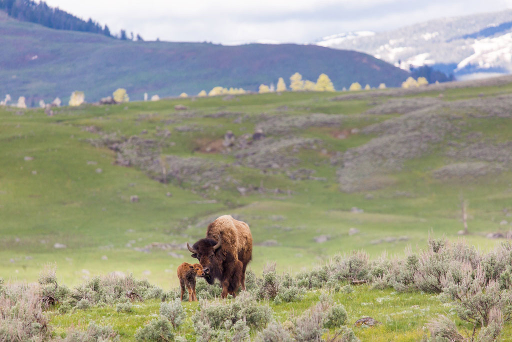 Newborn bison, Lamar Valley, Yellowstone