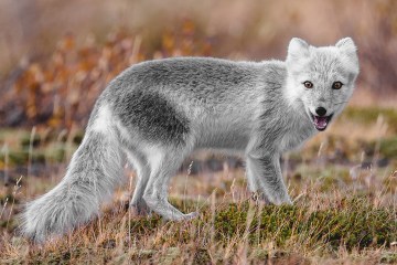 An arctic fox is looking at the camera with its mouth slightly open.