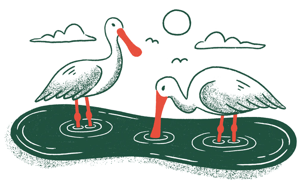 Two birds in the water
