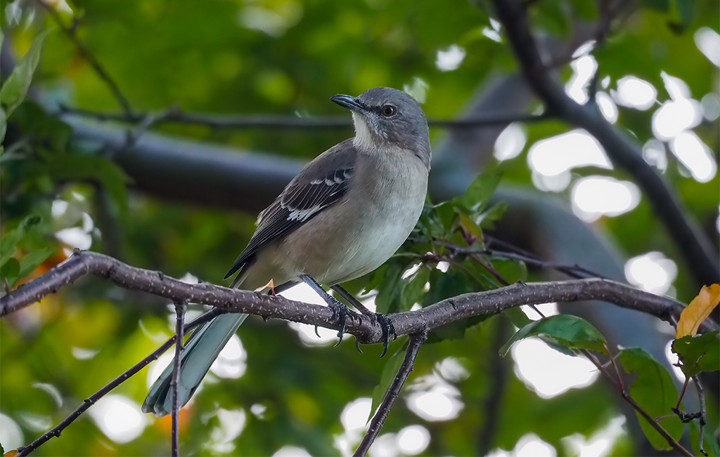Northern Mockingbird