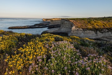 A field of flowers on a cliff overlooking the water