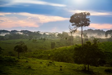 A photo of the rainforest in Brazil. The sky is blue and pink and there are green trees shrouded in fog.