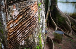 A close up of a rubber tree in the Amazon.