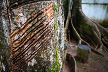 A close up of a rubber tree in the Amazon.