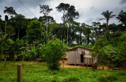 A house nestled in the Amazon rainforest.