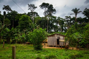 A house nestled in the Amazon rainforest.