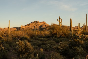 Desert landscape in Phoenix, Arizona