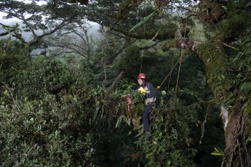 Exploring Tree Canopies with Nalini Nadkarni