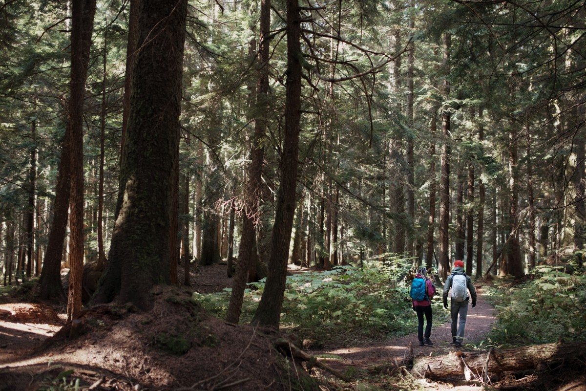 A picture of a man and woman walking on a trail through a dense forest.