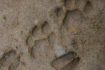 The footprints of several animals can be seen in the mud