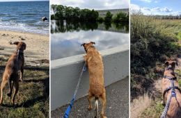 Three photos of a dog walking on a leash in various outdoor settings.