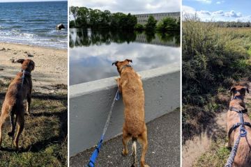 Three photos of a dog walking on a leash in various outdoor settings.