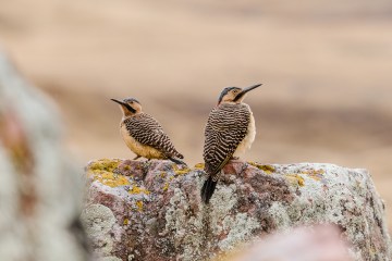 A pair of birds sitting on a rock