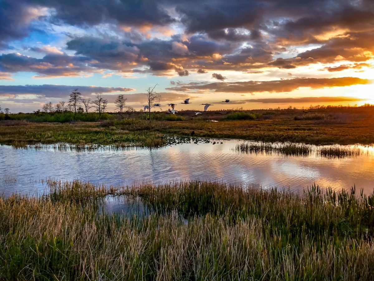 Several birds fly over a wetland at sunset