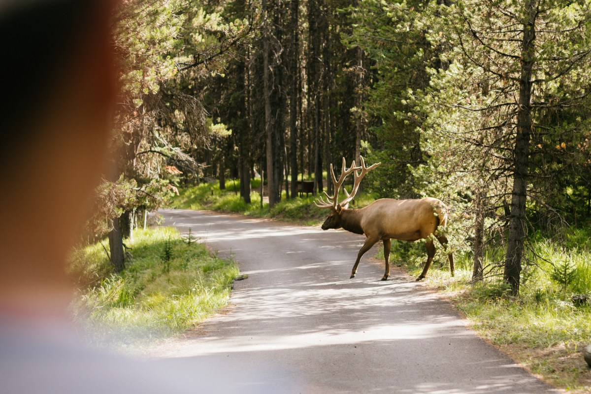 A bull moose crosses a gravel trail in the forest while a person looks on.