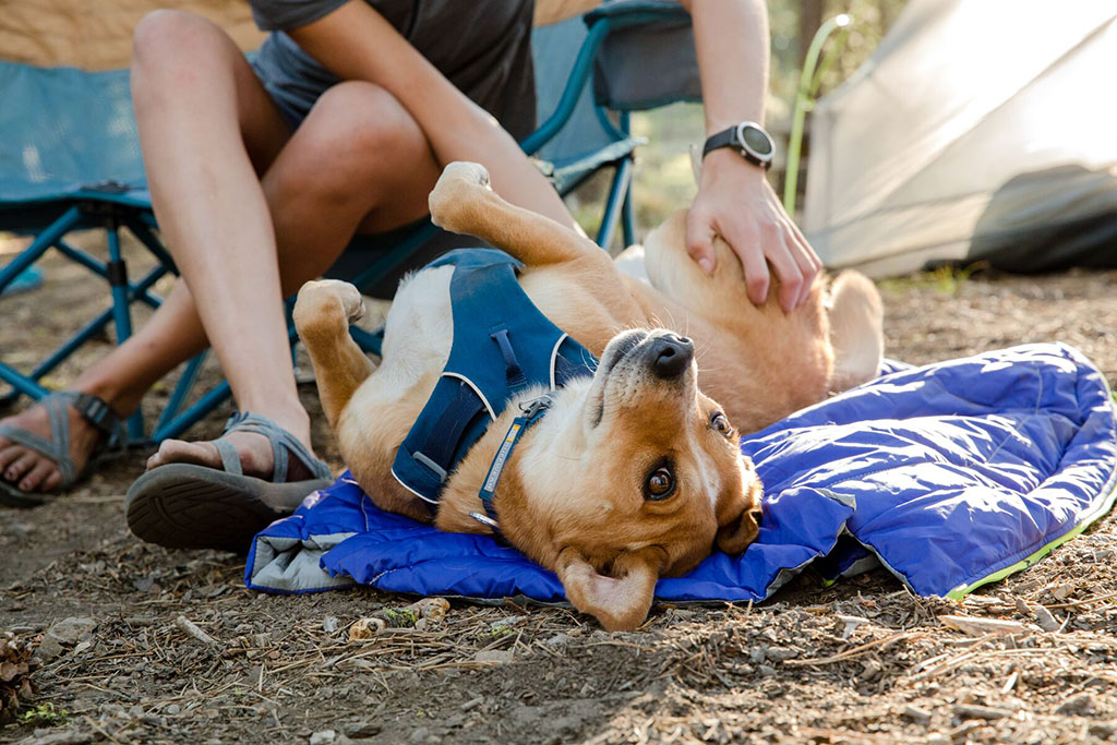 A happy dog rolls on their back on their Ruffwear sleeping bag at a campsite.