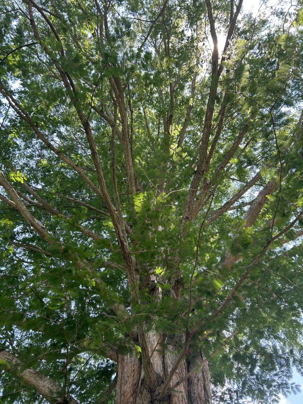 A photo from the ground, looking up at a large tree with many branches.