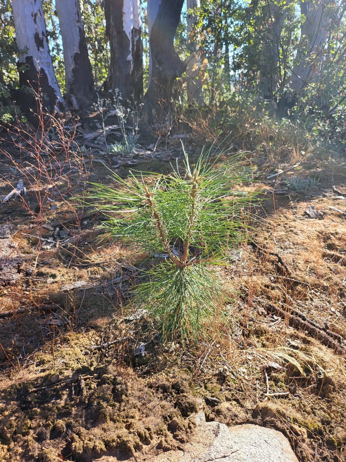A small, young evergreen tree.