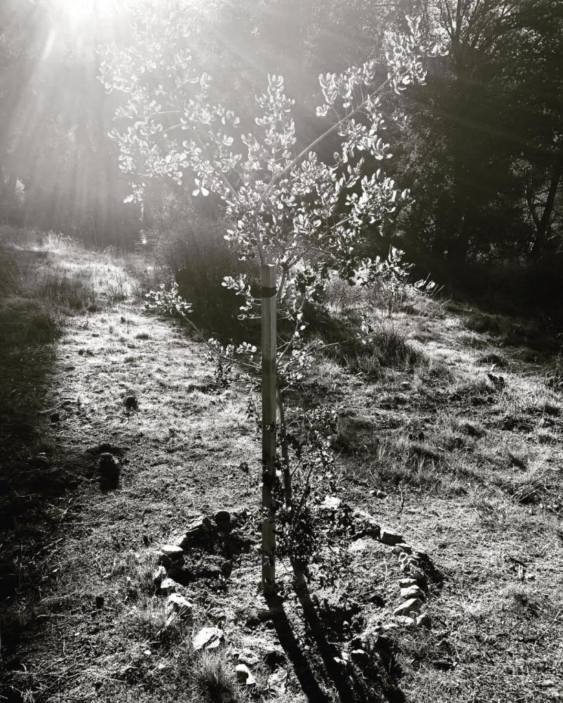 A black and white image of a young tree surrounded at its base by a circle of rocks.