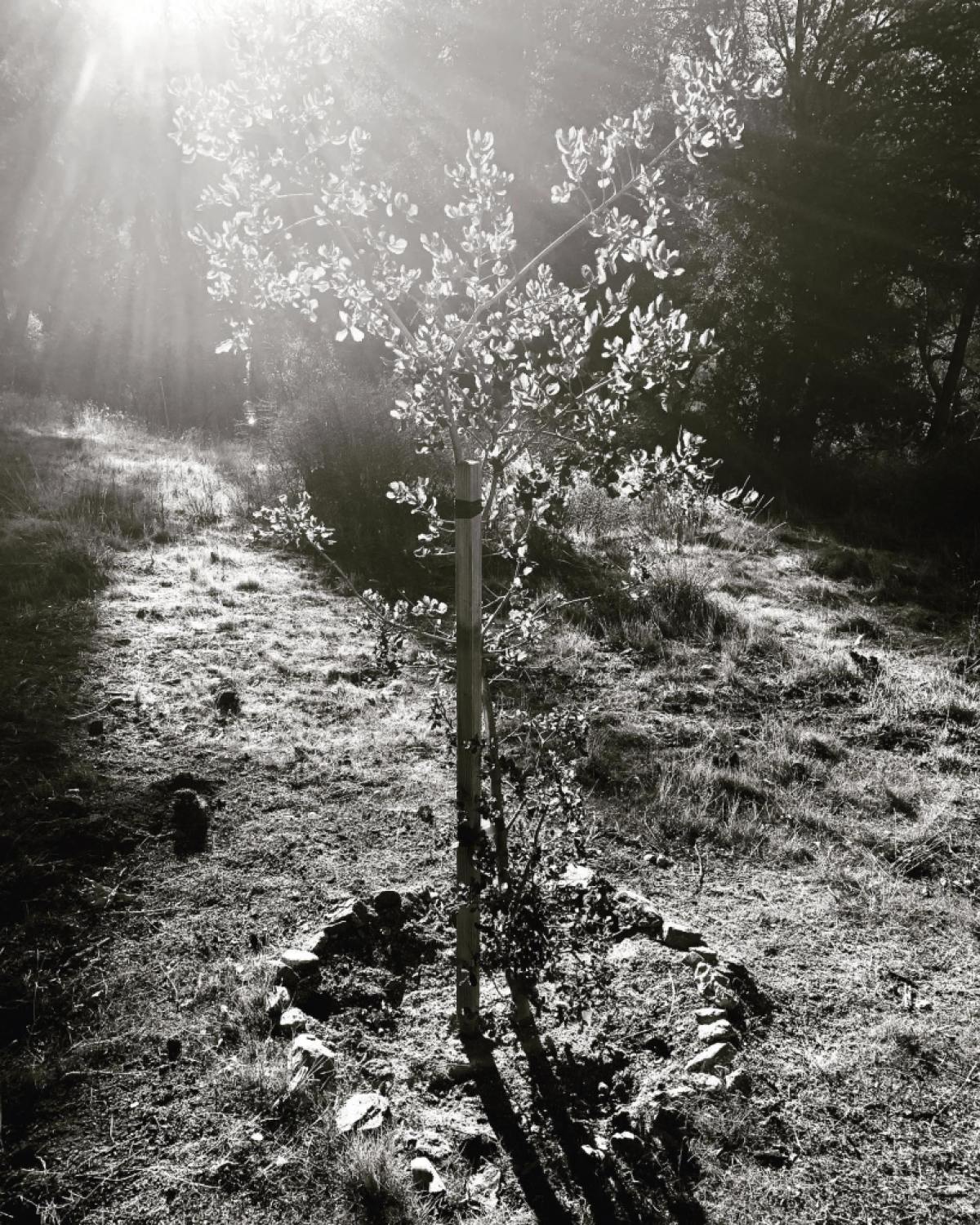 A black and white image of a young tree surrounded at its base by a circle of rocks.