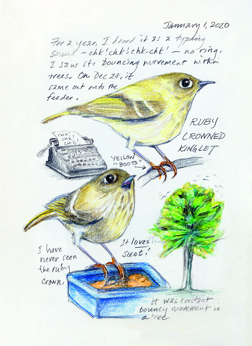 An illustration of two ruby crowned kinglets and a typewriter along with some descriptive text that says "Yellow boots with an arrow to the bird's feet" and "It loves suet; it was constant bouncy movement in a tree"