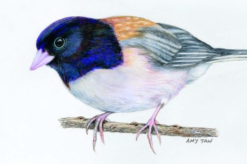 A sketch of a small bird with a blue crown and gold back, drawn by Amy Tan